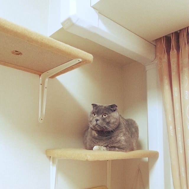daiさんの実例写真