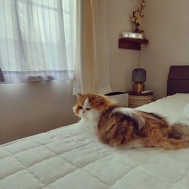 amutantanさんの実例写真