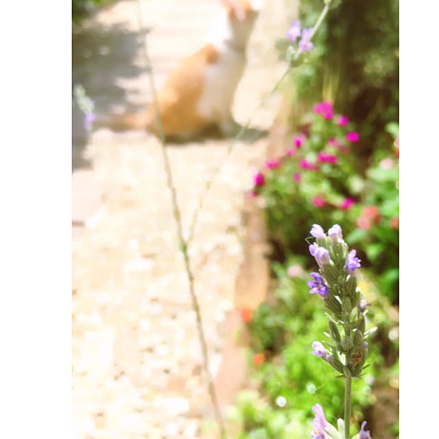 mintcatさんの実例写真