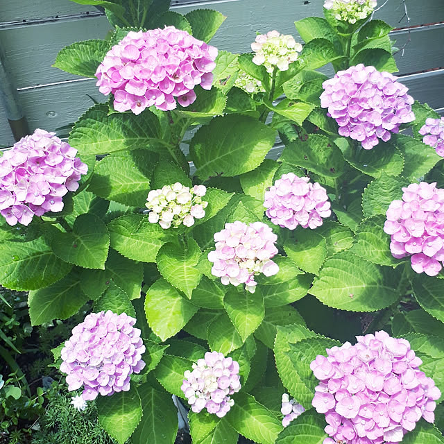 min_nimさんの実例写真