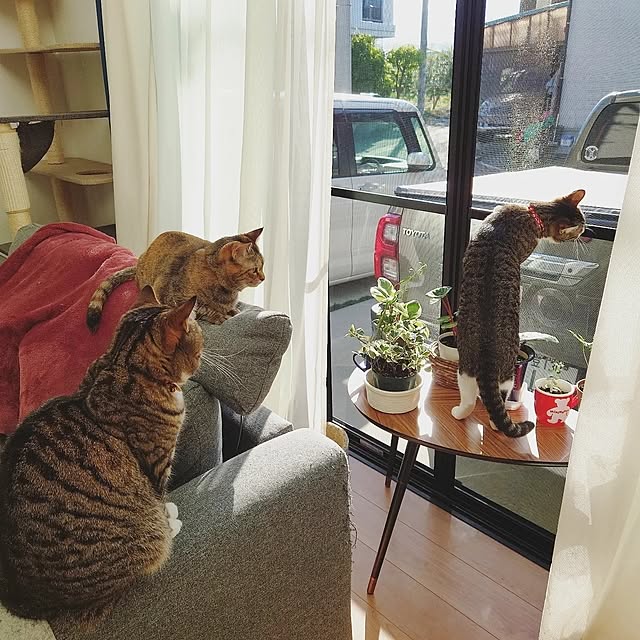mochicoさんの実例写真