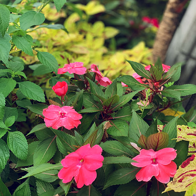 yukarin-gardenさんの実例写真