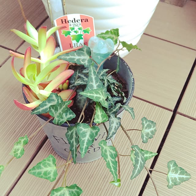 alohakaorenさんの実例写真
