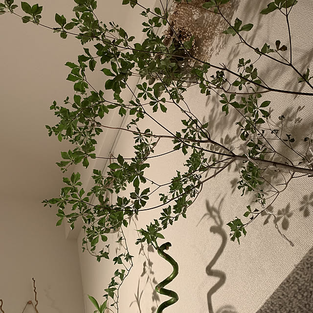 olive18さんの実例写真
