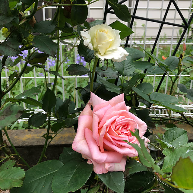 mi-hayaさんの実例写真