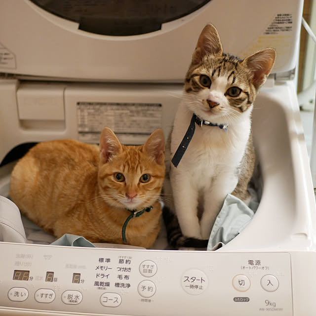 chicchiさんの実例写真