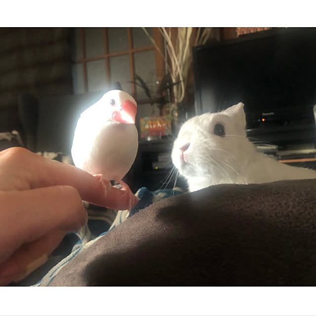 riettaさんの実例写真
