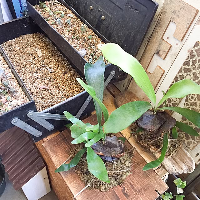 natulove0418さんの実例写真