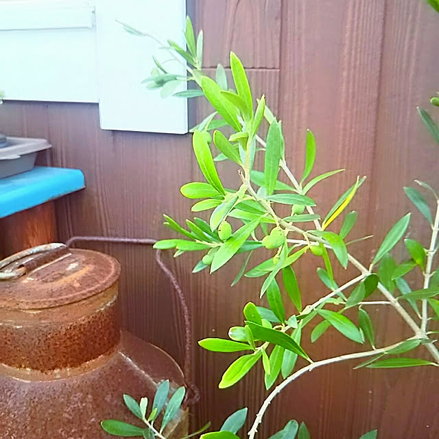 Miponappoさんの実例写真