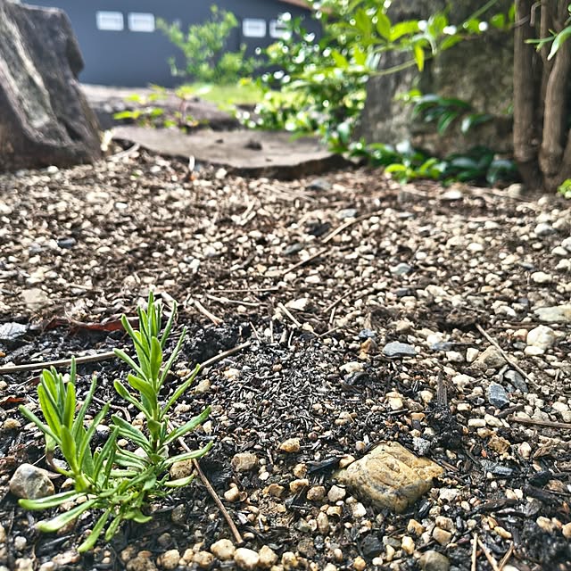 Rubiconさんの部屋