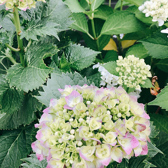 eriharuさんの実例写真
