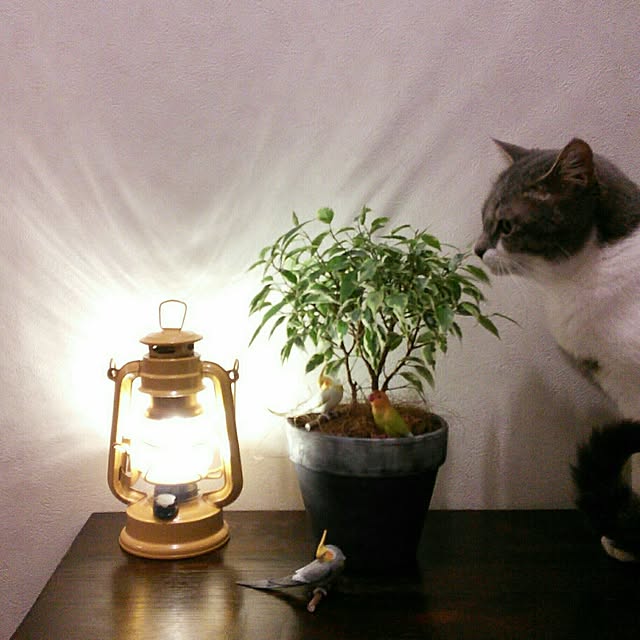 lovepandaさんの実例写真