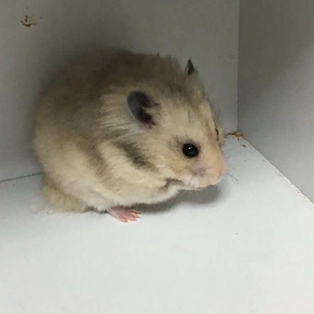 Shoさんの実例写真