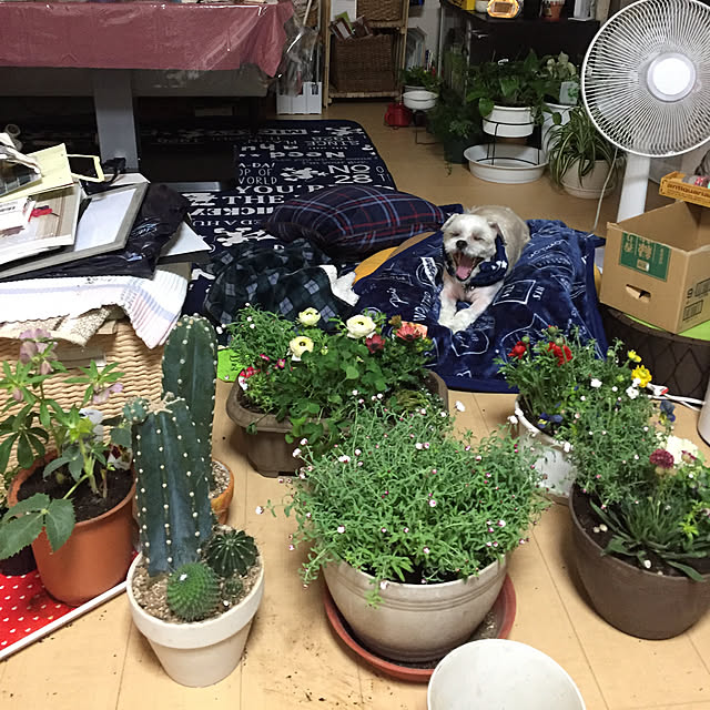 emiさんの実例写真