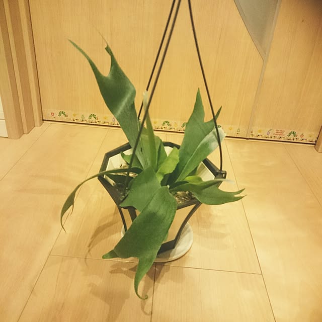 yukixx328さんの実例写真