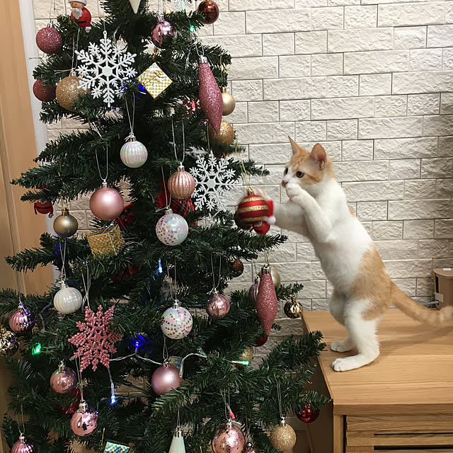 tapimokaさんの実例写真