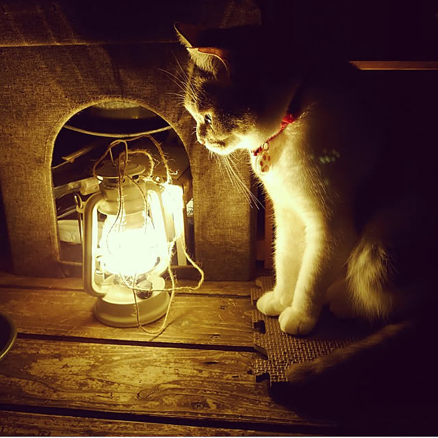 fukuさんの実例写真