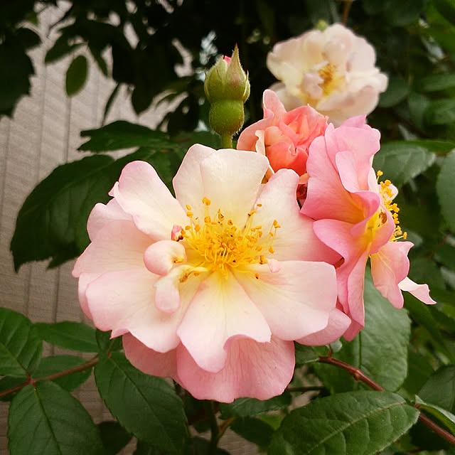 yum0408さんの実例写真