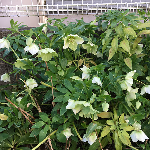 chIoeさんの実例写真