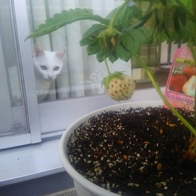 naorinさんの実例写真