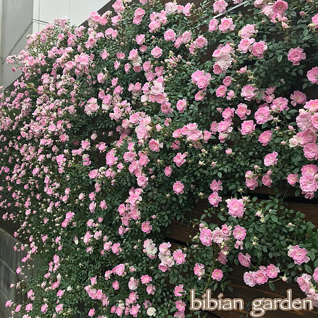 bibianさんの実例写真