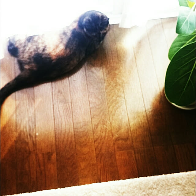 tyunaさんの実例写真