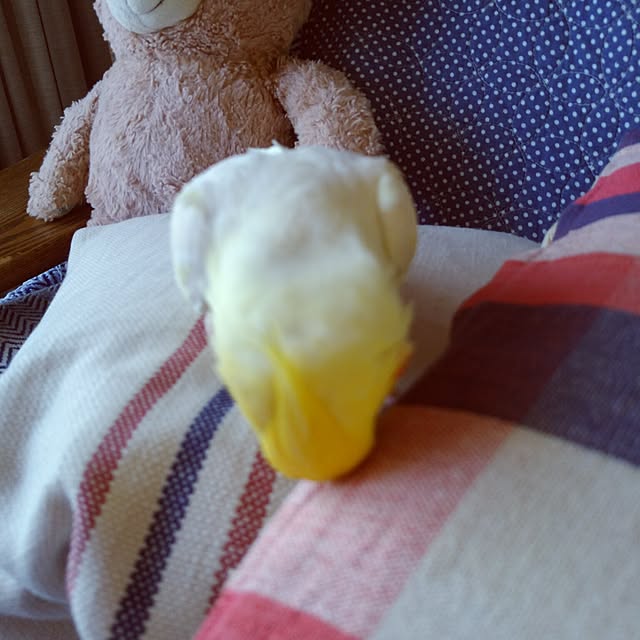 keikorinさんの実例写真