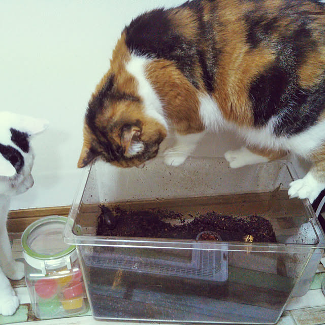 バス/トイレ/いつもいいね！ありがとうございます♪/三毛猫/白黒猫/猫と暮らす。...などのインテリア実例 - 2019-08-23 22:21:21