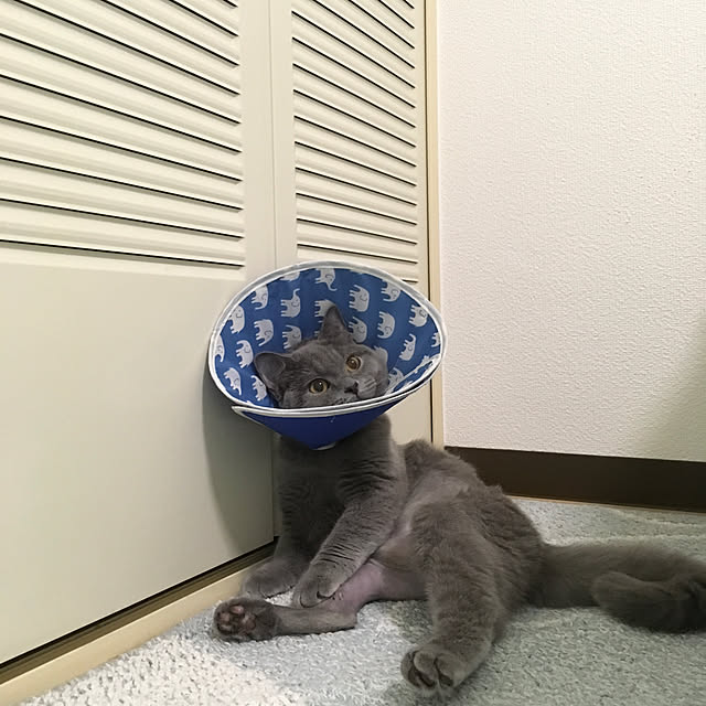 fionaさんの実例写真