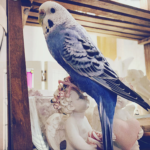 SAKICHIさんの実例写真