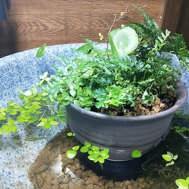opiopiopiさんの実例写真