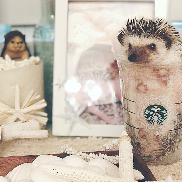 chel_homeさんの実例写真