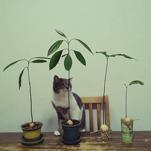 lovepandaさんの実例写真