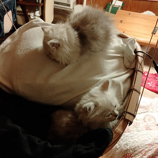 makaronさんの実例写真