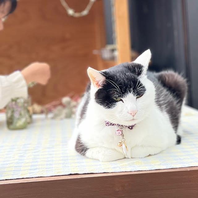 nekosamaさんの部屋