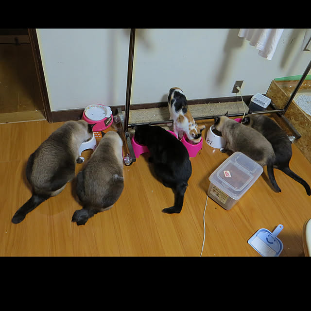 inakanodateotokoさんの実例写真