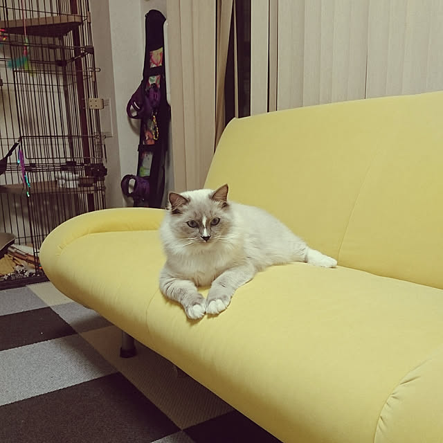 aonekosicさんの実例写真