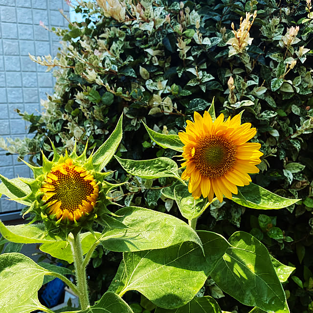 moainanoさんの実例写真