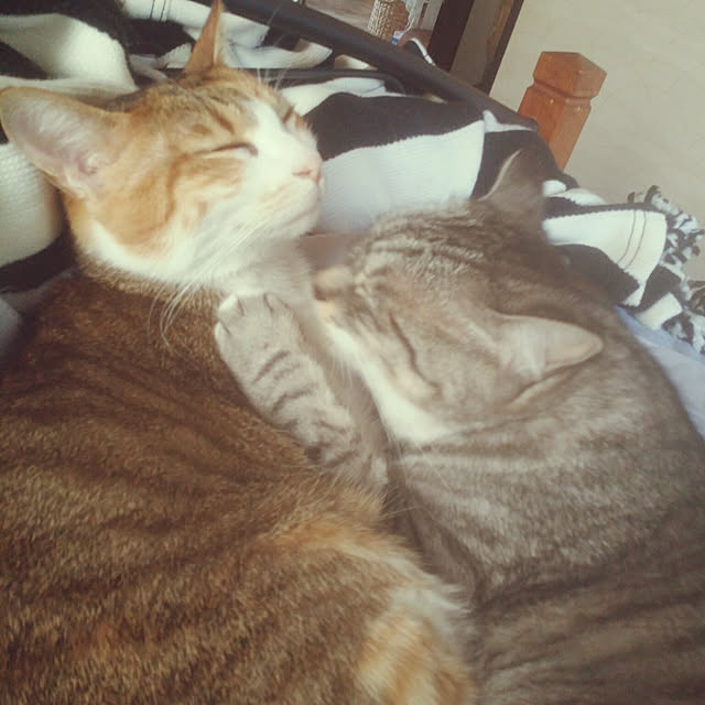 annさんの実例写真