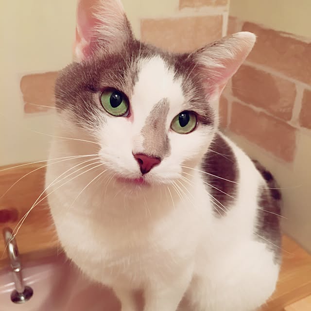 mintcatさんの実例写真