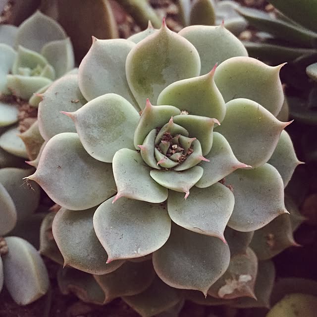 mentai-sukikoさんの実例写真