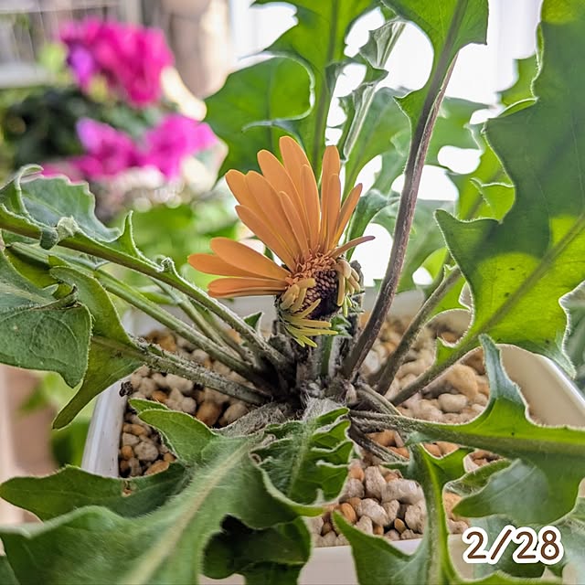 mi-saさんの部屋