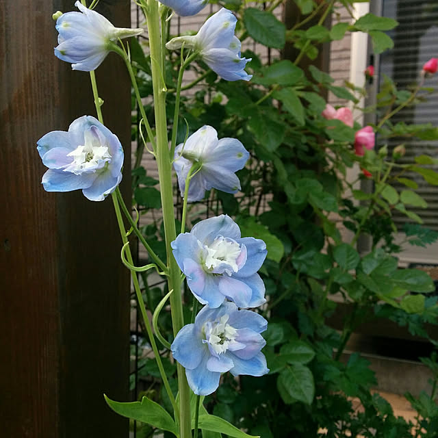 tokikoさんの実例写真