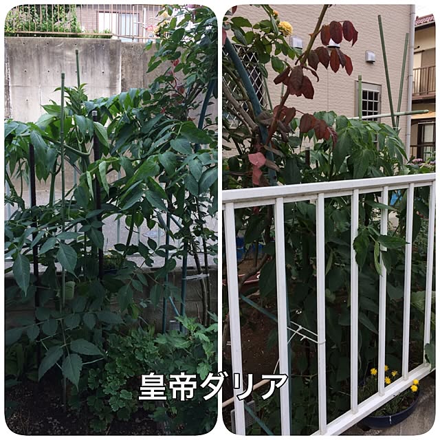 michaさんの実例写真