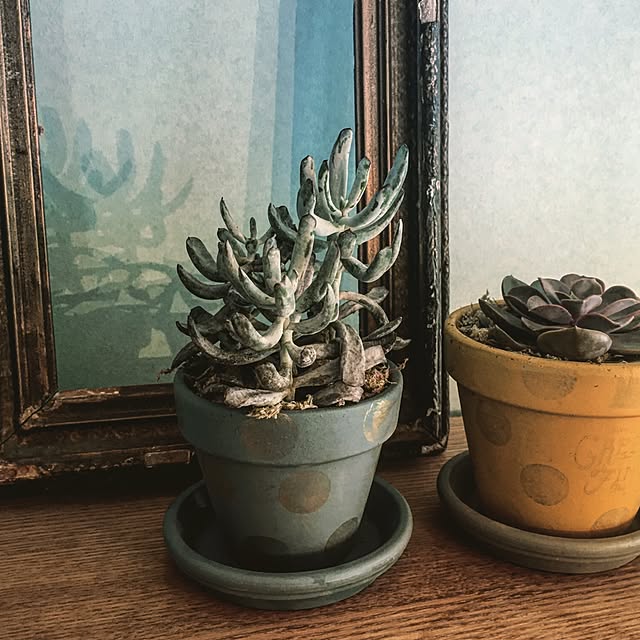 玄関/入り口/多肉植物/鉢植え/グリーンフィンガー/グレイッシュカラー...などのインテリア実例 - 2016-05-25 18:45:03
