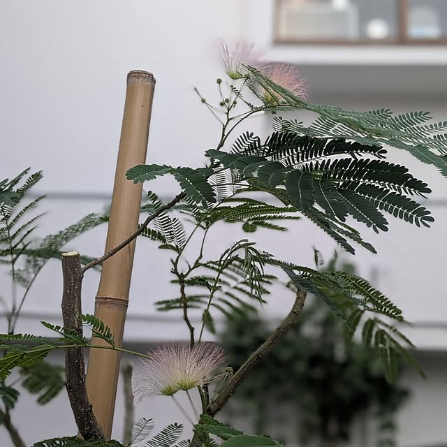non_ko..さんの実例写真