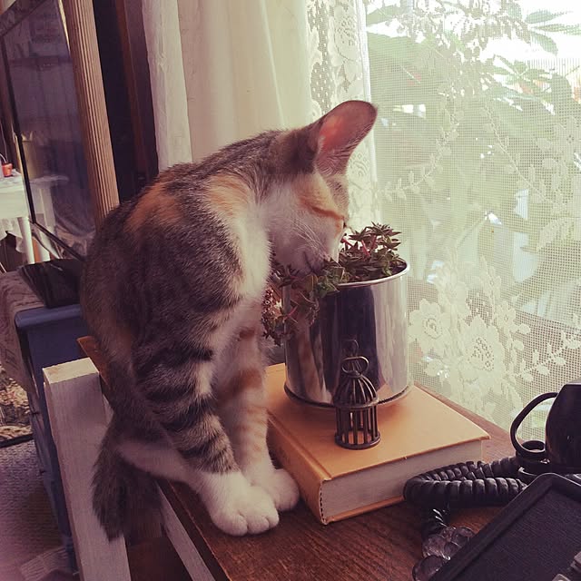 実例写真