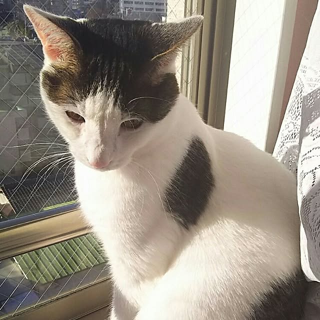 sakuraさんの実例写真
