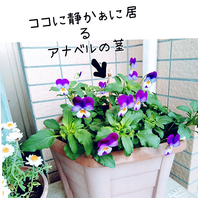 mayuさんの実例写真