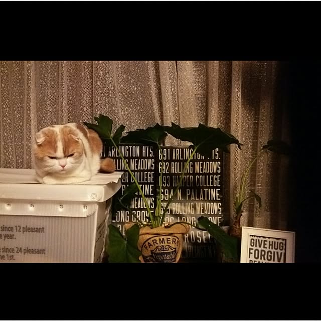 ta0902さんの実例写真